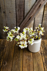 cherry flower blossom branch in enamel milk canister vase, old weathered wooden background