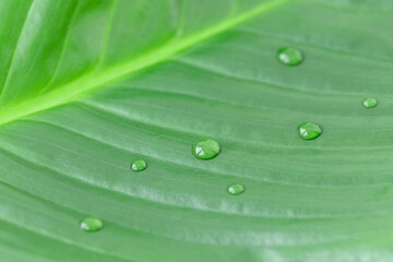 Macrophotograthy of natural green leaf with raindrops