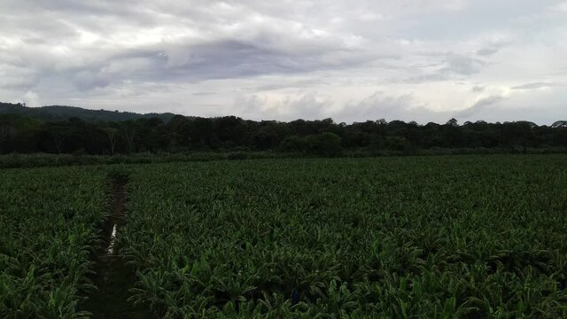 Banana plantation aerial cloudy day Costa Rica caribbean lowlands limon canton