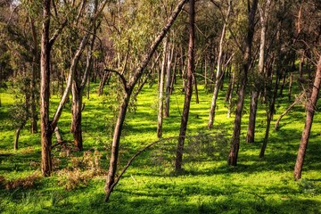 Spring Forest in the hills of Palermo on Sicily Italy