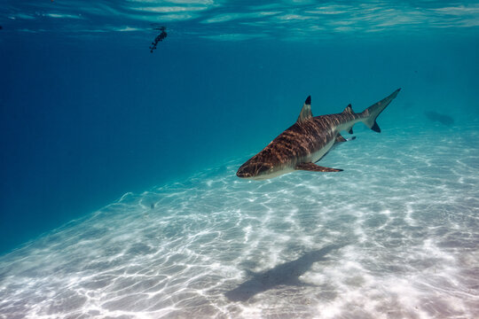 "Black Tip Reef Shark" Images – Browse 61 Stock Photos, Vectors, and
