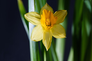 Photo of a yellow narcissus flower. Background Narcissus macro. Daffodil with yellow bud and green leaves close-up.