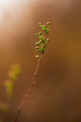 Spirea Buds