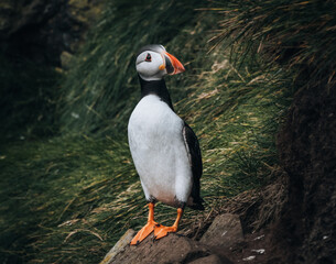 Atlantic Puffins bird or common Puffin in ocean blue background. Fratercula arctica. Shot in Faroe Islands in North Atlantic.