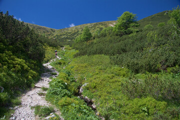 Fototapeta na wymiar alpine walkway in the valley / Low Tatras (Nizke Tatry), Slovakia