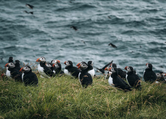 Atlantic Puffin or Common Puffin, Fratercula arctica, in flight on Mykines, Faroe Islands