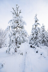 Path in winter forest through trees covered in snow