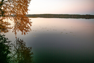 Tree with yellow leaves  in autumn by the lake.