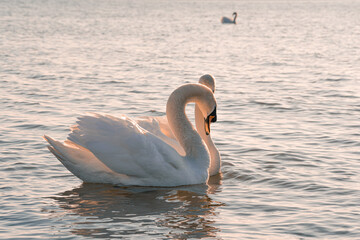 a pair of swans float on the water and gossip in the evening sun on a slightly undulating water surface. 