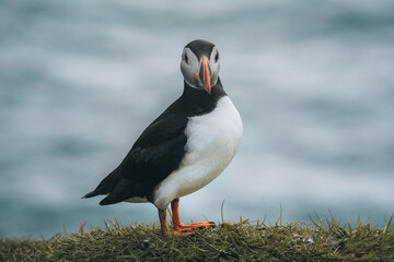 Atlantic Puffins bird or common Puffin in ocean blue background. Fratercula arctica. Shot in Faroe Islands in North Atlantic.