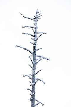 Tall dead tree trunk covered in snow against grey sky