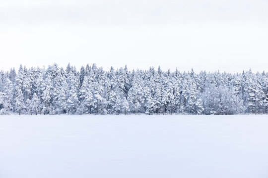 Winter forest with a field of snow in front