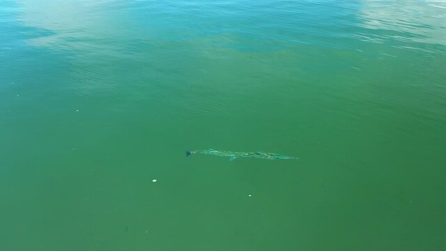 Wahoo Acanthocybium solandri aerial top shot clear water predatory fish hunting Costa Rica Golfo Dulce