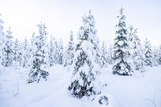 Winter forest with lots of snow