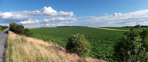 Agricultural fields on hills by the road in Bohemia, Czesh Republic. Panoramic image taken by the road on a bright day with blue sky and clouds. Wild cereal plants on roadside.