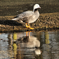 A view of an Emporer Goose