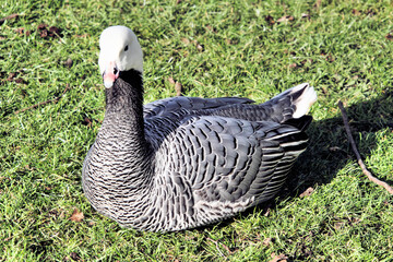 A view of an Emporer Goose