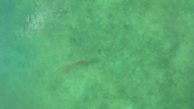 Wahoo Acanthocybium solandri hunting small fishes turtles swimming away aerial drone shot