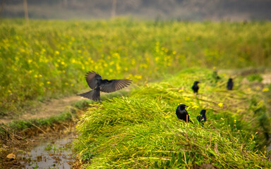 A blackbird sitting  on the mustard field