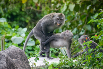Monkeys having sex Indonesia