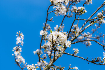 Flowers under spring's sunlight of 2021