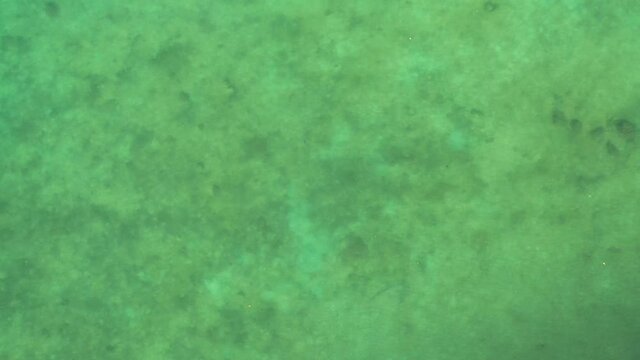 Small fish in shallow clear water aerial top shot Costa Rica 