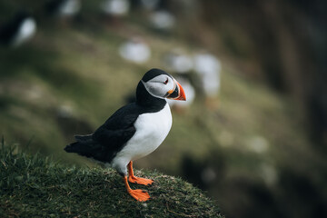 Atlantic Puffin or Common Puffin, Fratercula arctica, in flight on Mykines, Faroe Islands