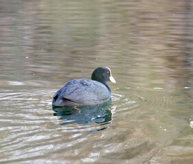 detail of Eurasian coot on the lake