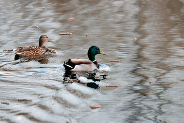 mallard in a lake