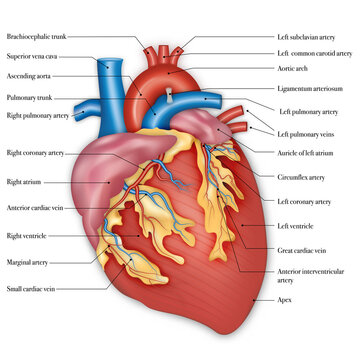 Diagram of human heart anatomy. vector illustration.