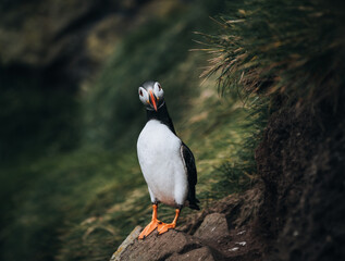 Atlantic Puffins bird or common Puffin in ocean blue background. Fratercula arctica. Shot in Faroe Islands in North Atlantic.