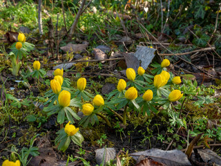 Fototapete bei efototapeten.de bestellen   