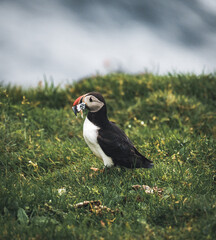 Fototapeta premium Puffin Fratercula arctica with beek full of eels and herring fish on its way to nesting burrow in breeding colony