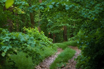 Sunset in a dense spring forest through which a hidden old forest path passes
