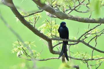 Black Drongo Bird Is Sitting On A Tree Branch