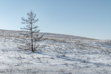 Larch on a snowy hill