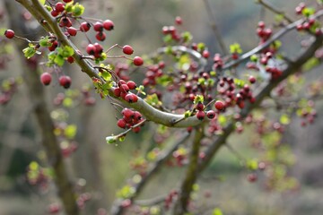 Frutos rojos del majuelo en sus ramas