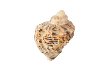 seashell close-up isolated on a white macro background