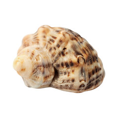 seashell close-up isolated on a white macro background