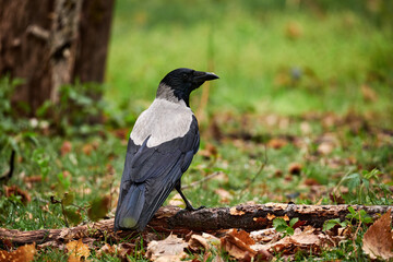 Hooded crow (Corvus cornix)