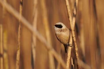 European penduline tit (Remiz pendulinus)