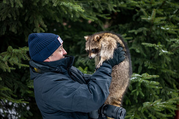 a man in a black jacket plays with a gray raccoon in winter in the park 