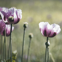 Mohnblüten im Mohnfelt Vintage Infinity