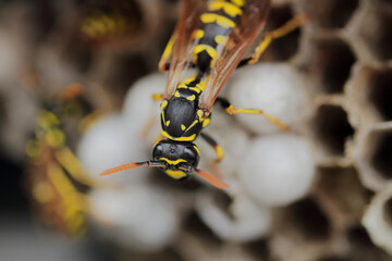 Obraz na płótnie Canvas Wasp