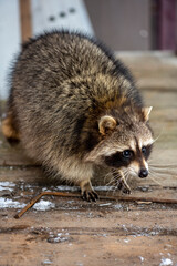 gray raccoon playing near the fence in winter in the park 
