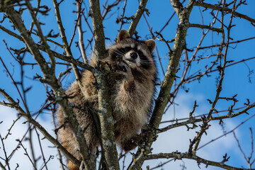 gray raccoon climbed a tree and poses against the blue sky in winter 