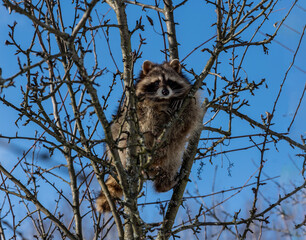 gray raccoon climbed a tree and poses against the blue sky in winter 
