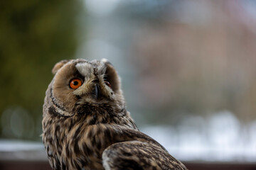 long-eared gray owl with yellow eyes sits on a glove in the winter during the day 