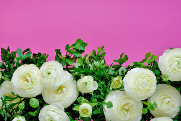 White Ranunculus Flowers. White buttercups on bright fuchsia background.Ranunculus bouquet.Buttercups flowers in pastel colors. Spring beautiful flowers