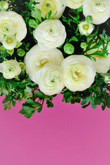 Obraz na płótnie Canvas White Ranunculus Flowers. White buttercups on bright fuchsia background.Buttercups flowers in pastel colors. Spring beautiful flowers